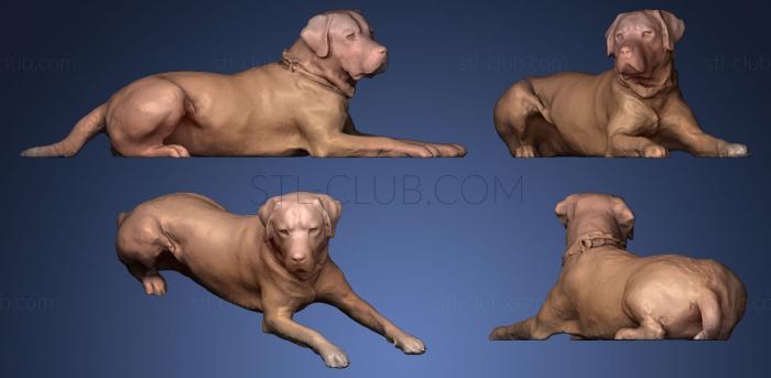 3D model DOG A43 (STL)